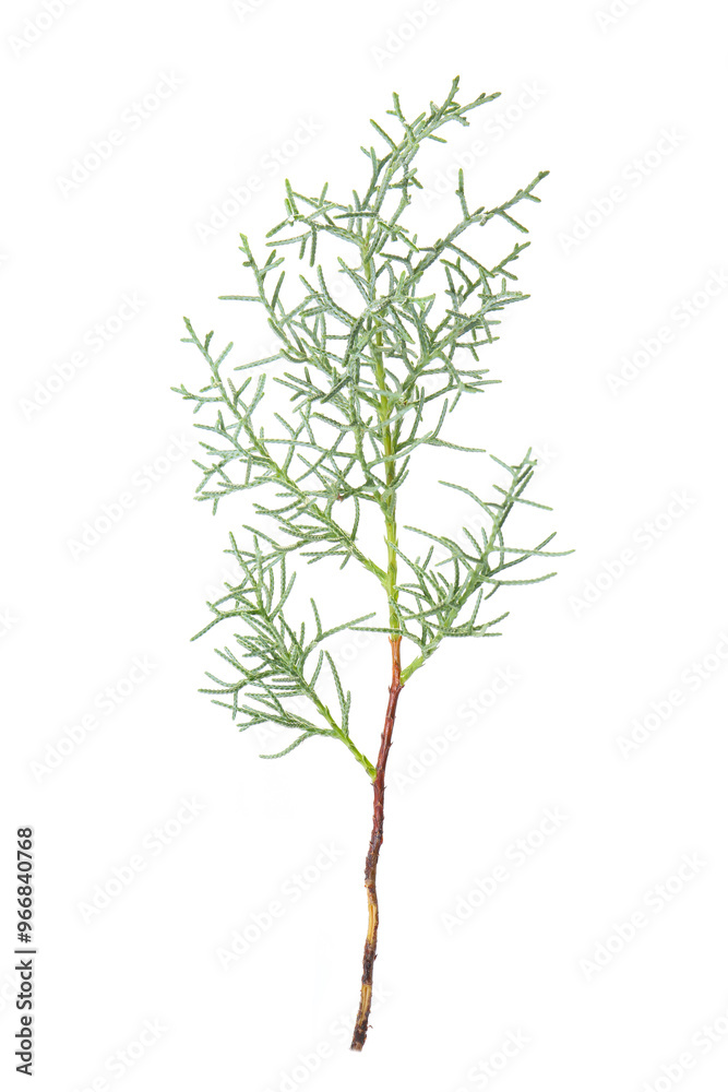a green twig of conifer isolated on a white background, element for a winter bouquet a green twig of conifer isolated on a white background, element for a winter bouquet