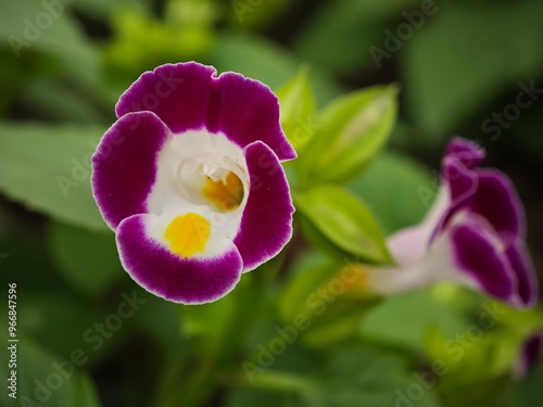 close-up Torenia (or wishbone) flower photo