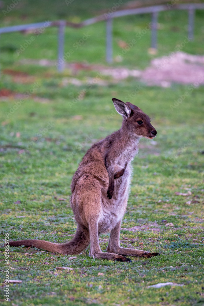 Kangaroo standing in field in Australia Kangaroo standing in field in Australia