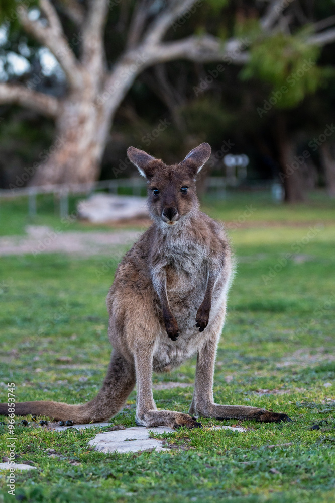 Kangaroo standing in field in Australia Kangaroo standing in field in Australia