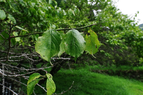 green leaves in the garden