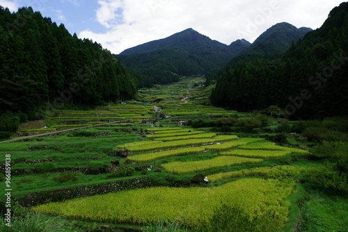 千枚田

