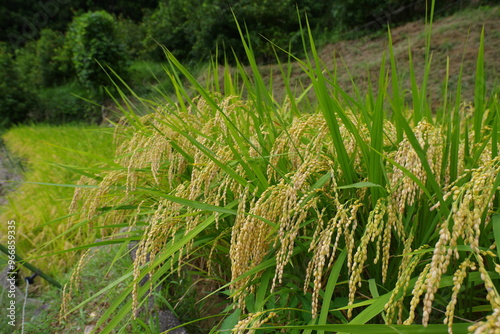 稲穂