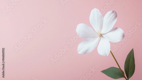 A single white flower emerges with elegance against a pale pink backdrop, illuminated by soft lighting that accentuates its delicate petals and vibrant green leaves