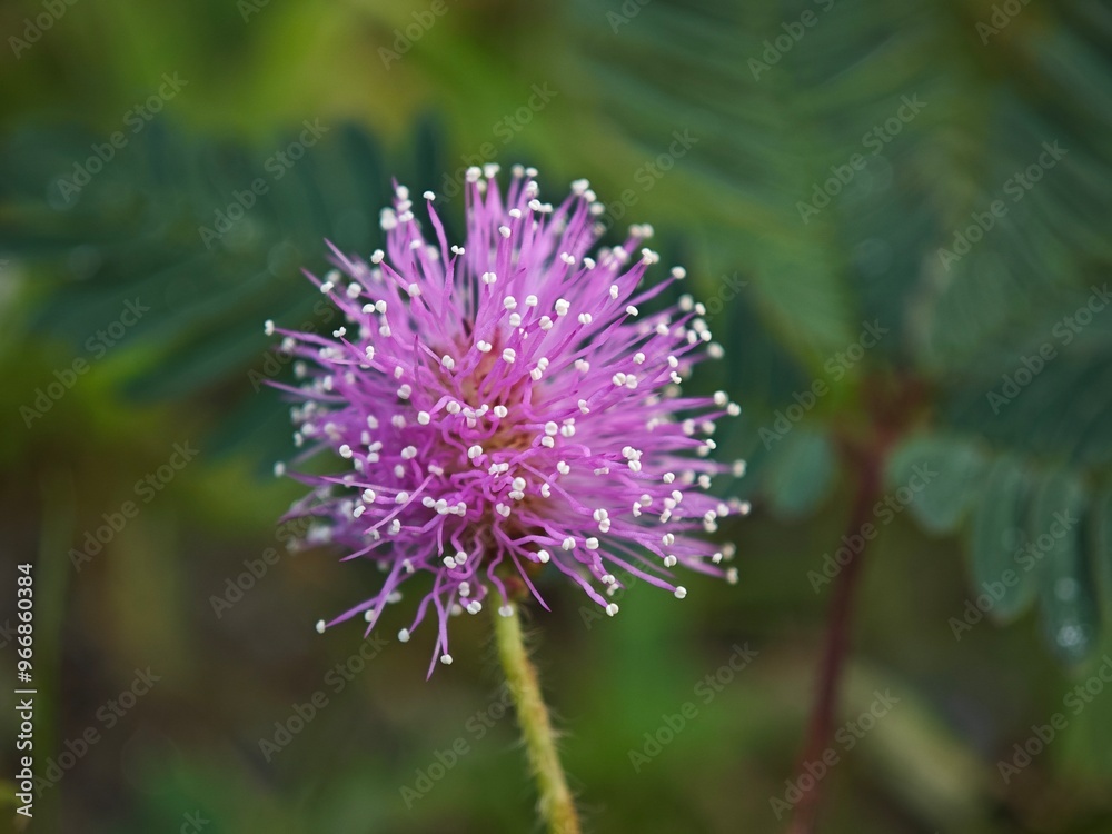 A close-up of a spherical purple flower with filament-like structures tipped with dewdrops. A close-up of a spherical purple flower with filament-like structures tipped with dewdrops.