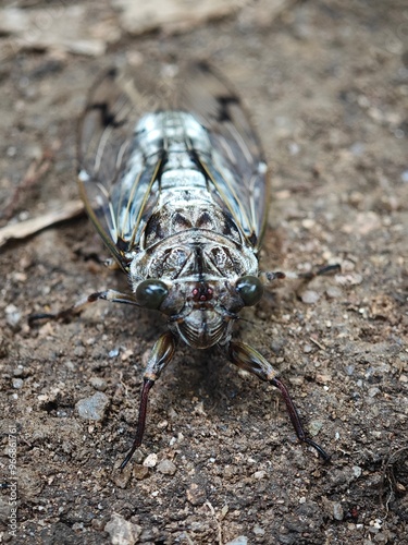 macro of a cicada in the forest, Ta Nang Phan Dung forest, Vietnam photo