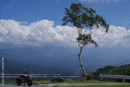 tree and sky