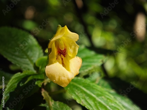 yellow Impatiens auricoma in the forest photo