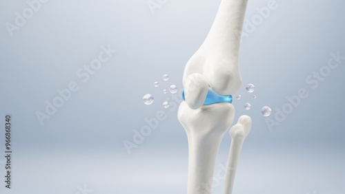 Φωτογραφία 3D Bone knee joint, Healthy human skeleton anatomy isolated on soft background