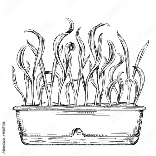 Vector illustration of Spinach leaves with micro greenery on isolated background. Green onions, fresh sprouts and young leaves, front view in a garden long pot. Healthy vegetables grown at home