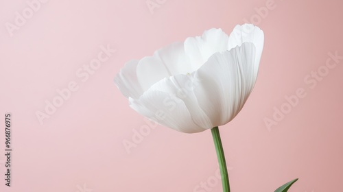 A pristine white flower stands gracefully against a light pink backdrop, with soft lighting enhancing the delicate details of its petals and stem
