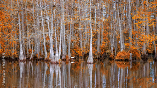 Panoramic view of Orlando wet lands and cypress trees in winter time.