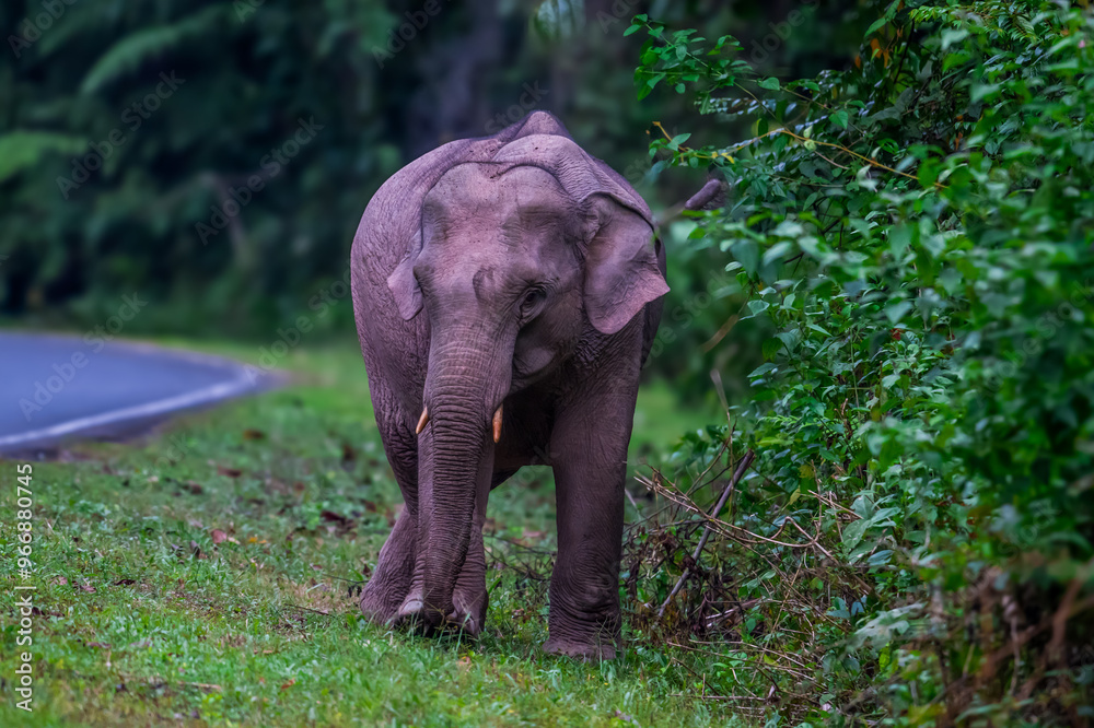 Fototapeta premium Its body is gray, its snout is called the trunk. The trunk of the Asian elephant has only one beak. Nakhon Ratchasima, Thailand.