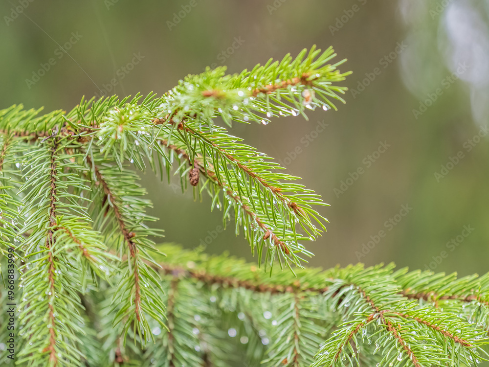 Background of green spruce branches in sunset light Background of green spruce branches in sunset light
