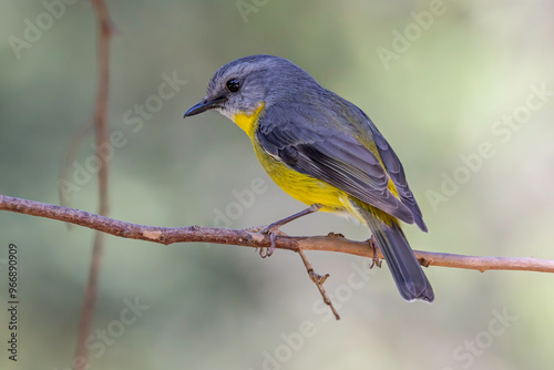 Australian Eastern Yellow Robin perched on tree branch photo