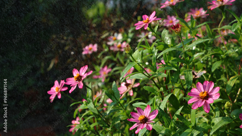Obraz premium ピンクの百日草の満開のお花が小雨の水滴でキラキラ輝く