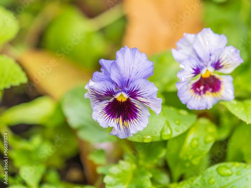 A viola pansy found in the botanical garden. viola tricolor, little pansy photo