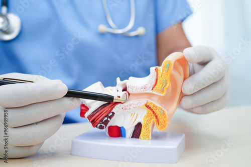 Asian doctor holding human ear model to learn and treat hearing loss in patient. photo