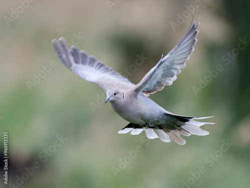 Eurasian collared dove (Streptopelia decaocto)