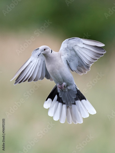 Eurasian collared dove (Streptopelia decaocto) photo