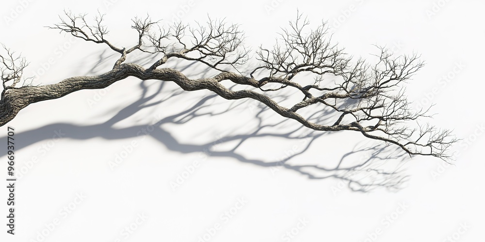 Fototapeta premium realistic tree branches shadow overlay blur isolated on white backgrounds 3d render