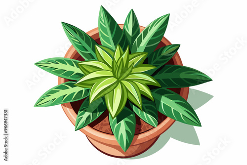 The Plant Pot at the Growing Stage Grows in a Round Pot, Top View. Green Plants Isolated on White Background.