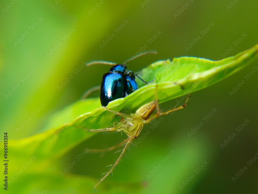 Altica flea beetles mating are spotted by the spider Oxyopes salticus
Altica flea beetles mating are spotted by the spider Oxyopes salticus
