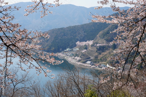 mountain 桜