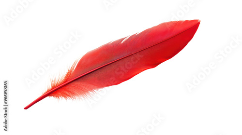 Red feather on transparent background