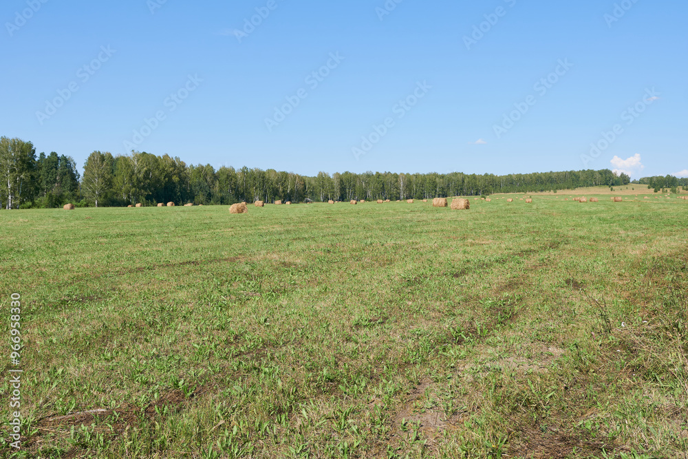 Fototapeta premium Field in sunny weather. Harvesting hay.