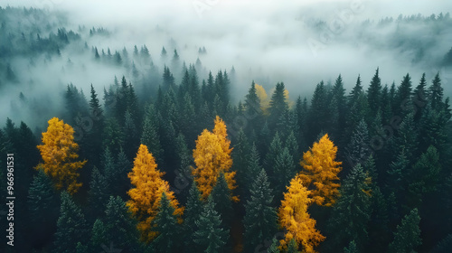 Aerial view of a misty forest with vibrant autumn trees contrasting with dark evergreens.