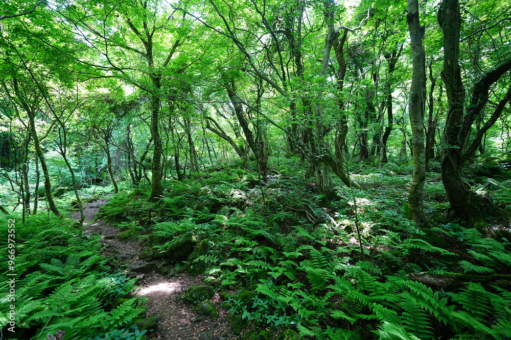 Obraz premium mossy old trees and vines in spring forest 