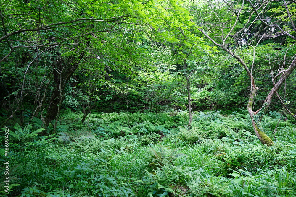 Obraz premium primeval forest with fresh ferns and mossy old trees