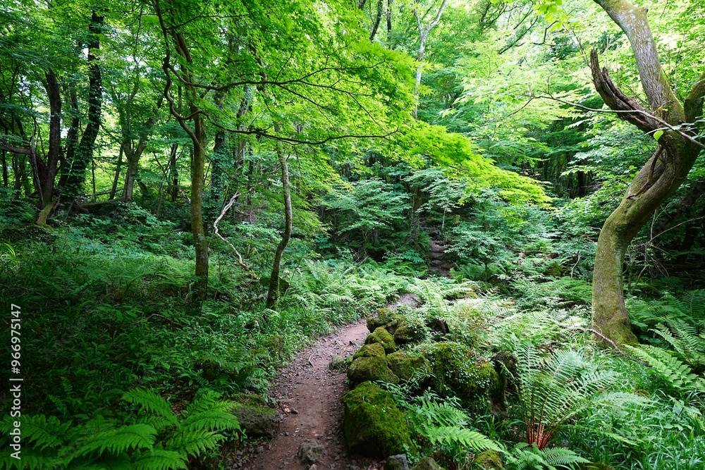Obraz premium mossy rocks and mossy old trees in deep forest
