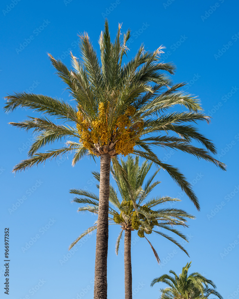 Date palm leaves against blue sky. tropical leaf, green palm leaves Date palm leaves against blue sky. tropical leaf, green palm leaves