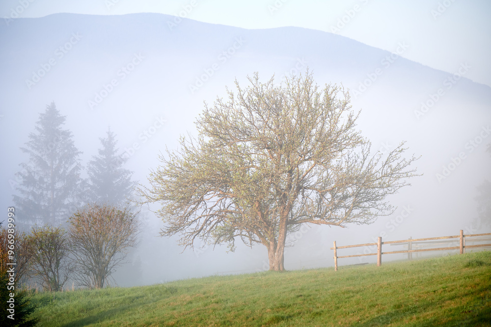 Fototapeta premium Lone tree stands majestically in grassy field, partially shrouded in morning mist. Soft fog creates serene and ethereal atmosphere, with wooden fence and distant trees barely visible in background.