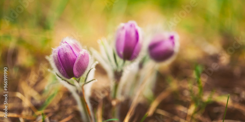 Wild Young Pasqueflower In Early Spring. Flowers Pulsatilla Patens