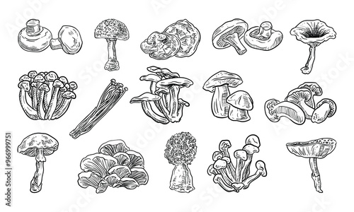 mushroom handdrawn collection