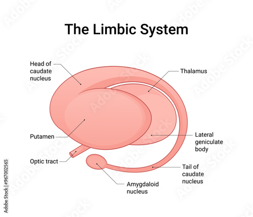 Anatomy of the Limbic System