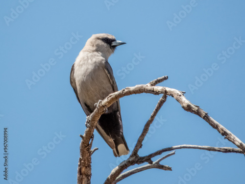 Black-faced Woodswallow - Artamus cinereus in Australia