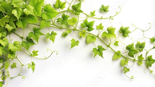 Tilted angle lush green vine with intricate foliar patterns on white background