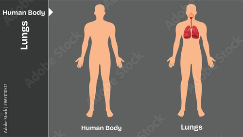 Lungs, Human body internal organs circulatory nervous and skeletal systems anatomy and physiology flat educative vector illustration