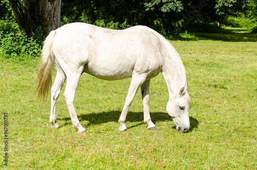 White horse grazing in a ranch with mountains in the background