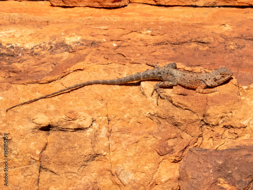 Slater's Ring-tailed Dragon (Ctenophorus slateri) in Northern Territory photo