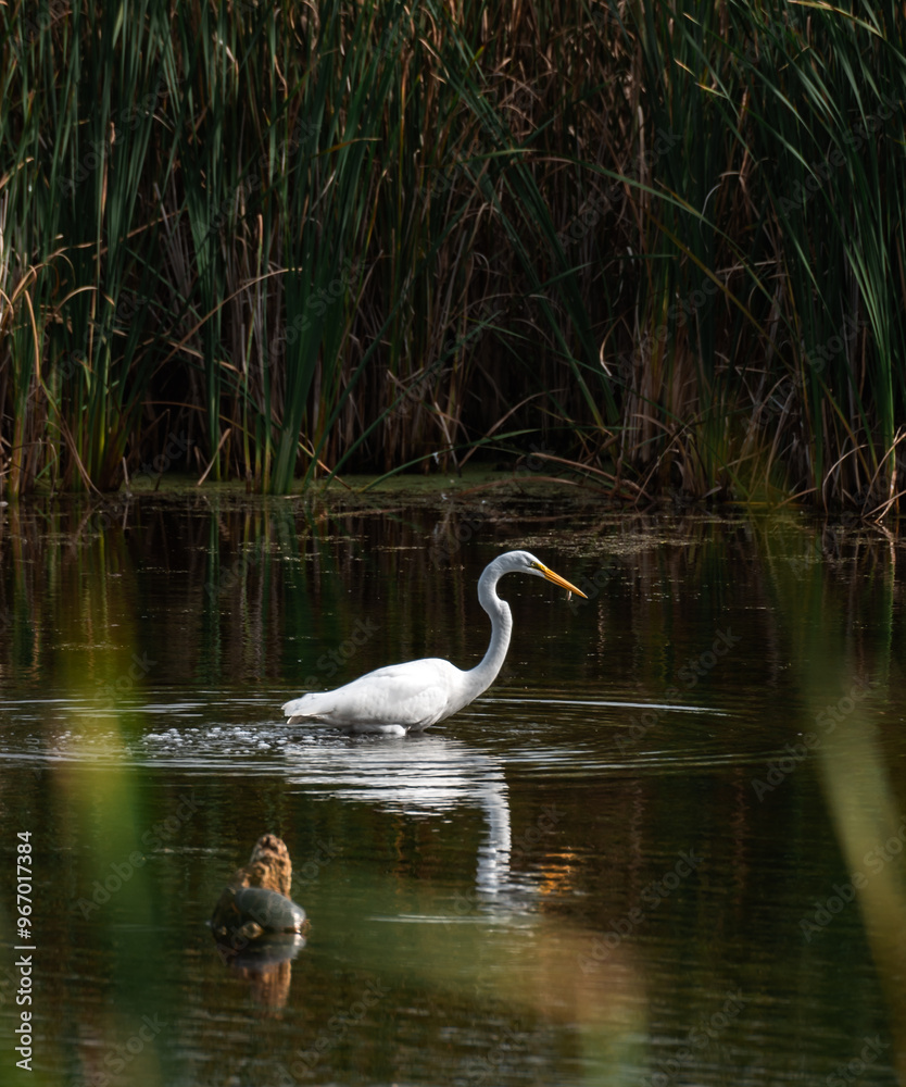 Great white egret eating fish in a marshy pond on summer day. Great white egret eating fish in a marshy pond on summer day.