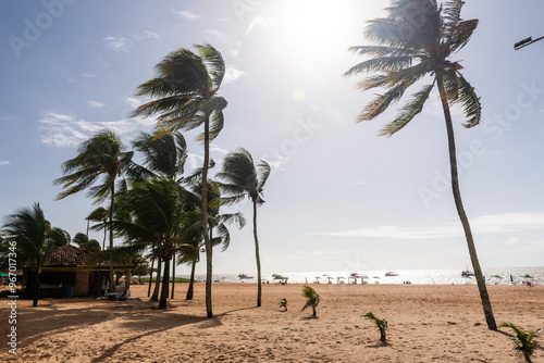 Fototapeta Naklejka Na Ścianę i Meble -  Beautiful view to coconut palm trees on the shore of Tambaú Beach