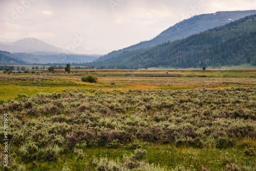 Fototapeta Naklejka Na Ścianę i Meble -  Wide landscape of Lamar Valley with grazing bison and hills