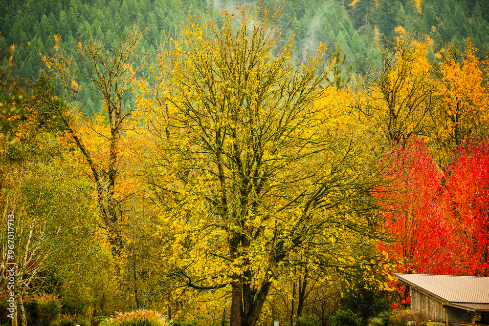 Fototapeta premium Golden and red autumn trees with a rustic barn against a hillside.