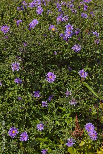 Closeup of symphyotrichum novi-belgii, commonly called New York aster, is a species of flowering plant.