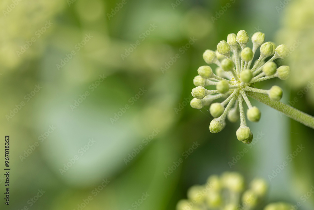 Close up of a Ivy flower in Autumn Close up of a Ivy flower in Autumn
